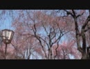 桜京都2011