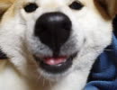 柴犬女の子VSカメラ