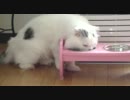 ボケボケＴＯＮＹくん。