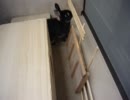 aaa