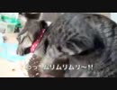 猫のサスケ　首輪抜けの術