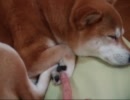 柴犬いちご　やわらか肉球