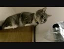 扉の上で遊ぶ猫
