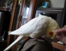 怒りっぽい子