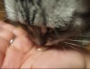 【OLYMPUS PEN】アイスを食べる猫【で撮る】