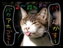 【描】 パチンカスねこ 【デトックスジャパン】