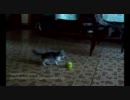 テニスボールに対して異常なほど敏感な猫
