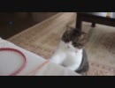 うちのぬこ 52 － ひも！ひも！