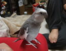 ギンちゃんまだ歌う♪