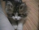 仔猫の華ちゃん