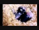 ★我が家で産まれた４回目の赤ちゃんうさぎ★　※携帯撮影