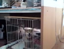 柴犬ちゃこの脱出 episode5 家人の逆襲