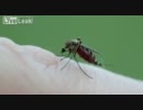 蚊が人の血を吸う瞬間