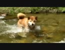 福島の旅3  柴犬ジロー　