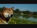 福島の旅1　柴犬ジロー　