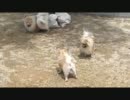 もふもふポメラニアン１２