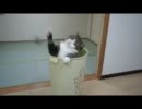 ゴミ箱とねこ2。【まる】