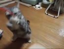 【OLYMPUS PEN】じゃらしに夢中【で撮る】