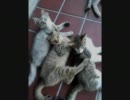 猫アルバム#02