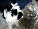うさぎのぷーりん＆わきゅ（ベッドの上で…）[20090815]