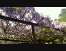 才の神の藤