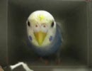 箱インコ