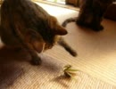 ネコ　ｖｓ　カマキリ！