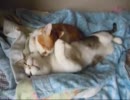 先住猫と　元　子猫　-甘えん坊過ぎる弟-