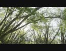森のざわめき　水のせせらぎ　花のささやき