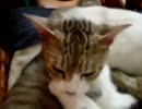 ねこさん達まったり