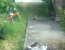 YOUTUBEより輸入　母狐の周りで遊ぶ子狐たち