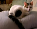 しろぬこさんとくろぬこさん　どあっぷ。