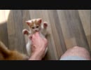 子猫のエクササイズ