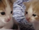 子猫の作戦会議