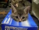 ティッシュ箱の中に入っている子猫