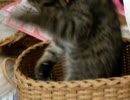 家に猫がやってきた！part３　「かご猫」