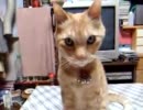 晩酌の共