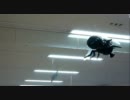 ホームセンターにいったらハエが飛んでた