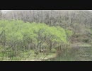 森のざわめき　水のせせらぎ