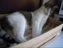 トトロみたいな伸びをする猫