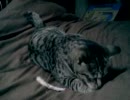 寅動画3　あんぢゅ家の猫