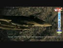 巴哈姆特電玩瘋_測試版第22集-20110513播出