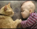 気持ちよさそうに眠る動物たちの画像集