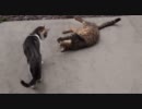 アントニオ猪木VSモハメド・アリ