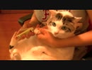 くるねこ大和　夕暮れのネイルサロン☆ステキ