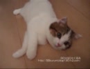 猫とお姉さん