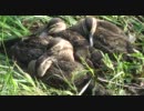 昼寝するカルガモ一家