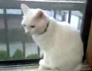 鳥の声とだいふく
