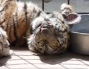 ベィビータイガーのその後