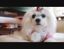 犬と戦闘